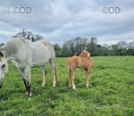 Duchess, 16.3hh Mare, Possibly in Foal, with Colt Foal at Foot
