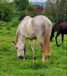 Duchess, 16.3hh Mare, Possibly in Foal, with Colt Foal at Foot