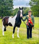 Bertie, 3 Year Old Gelding