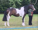 Bertie, 3 Year Old Gelding