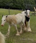2 Year Old Colt