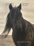13.2hh Fell Mare