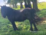 13.2hh Fell Mare