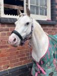 Pip, 12.2hh Mare
