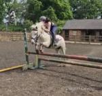 Pip, 12.2hh Mare