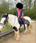Dexter, 14hh Riding Gelding 
