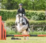 Dexter, 14hh Riding Gelding 