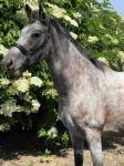 14.1hh Trakehner x Mare