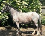 14.1hh Trakehner x Mare