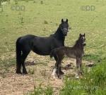 14.3hh Welsh Section D Broodmare with Filly Foal at Foot