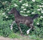 14.3hh Welsh Section D Broodmare with Filly Foal at Foot