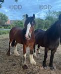 Charlie, Clydesdale x Gelding 