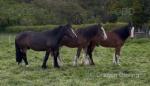 Charlie, Clydesdale x Gelding 