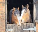 Charlie, Clydesdale x Gelding 
