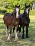 Charlie, Clydesdale x Gelding 