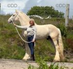 Hillsides Harry, Ride and Drive Colt