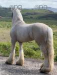 Hillsides Harry, Ride and Drive Colt