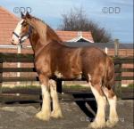 Herkules Golden Hour, 16.3hh Clydesdale Riding Stallion