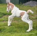 Herkules Golden Hour, 16.3hh Clydesdale Riding Stallion
