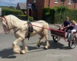Baby Blue Eyes, 13.2hh Driving Mare