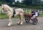Baby Blue Eyes, 13.2hh Driving Mare