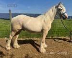 Golden Goose, Yearling Colt