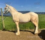 Golden Goose, Yearling Colt