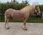 14.2hh Ride and Drive Gelding