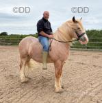 14.2hh Ride and Drive Gelding