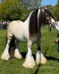 The Chief, 15.1hh Ride and Drive Stallion 