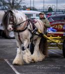 The Chief, 15.1hh Ride and Drive Stallion 