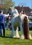 The Chief, 15.1hh Ride and Drive Stallion 