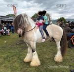 The Chief, 15.1hh Ride and Drive Stallion 