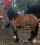 Mary, 14.1hh Mare