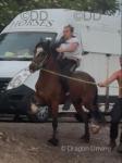 Mary, 14.1hh Mare