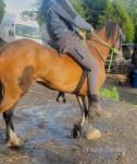 Mary, 14.1hh Mare