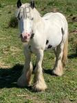 12.2hh Gelding 