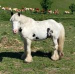 12.2hh Gelding 
