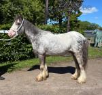 12hh Ride and Drive Gelding 