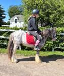12hh Ride and Drive Gelding 