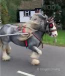 Greece, 13.2hh Ride and Drive Mare