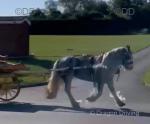 Greece, 13.2hh Ride and Drive Mare