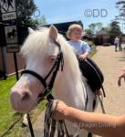 Iggle 11.2hh Welsh Section A Mare
