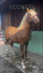 Welsh Section C Gelding 