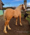 Welsh Section C Gelding 