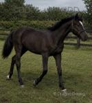 Dare to Dream III, Yearling Colt