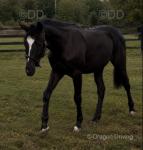 Dare to Dream III, Yearling Colt