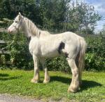 Gelding