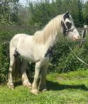 Gelding