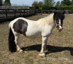 11hh Mare